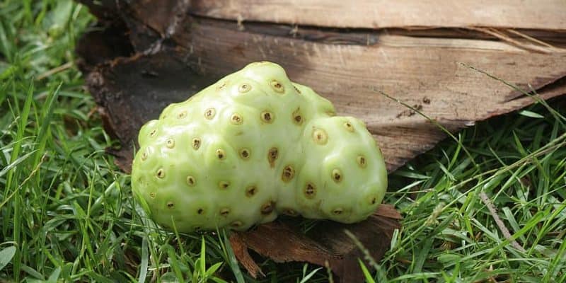 Natuurlijke Remedies voor Gewone Kwaaltjes: Wat Echt Werkt!